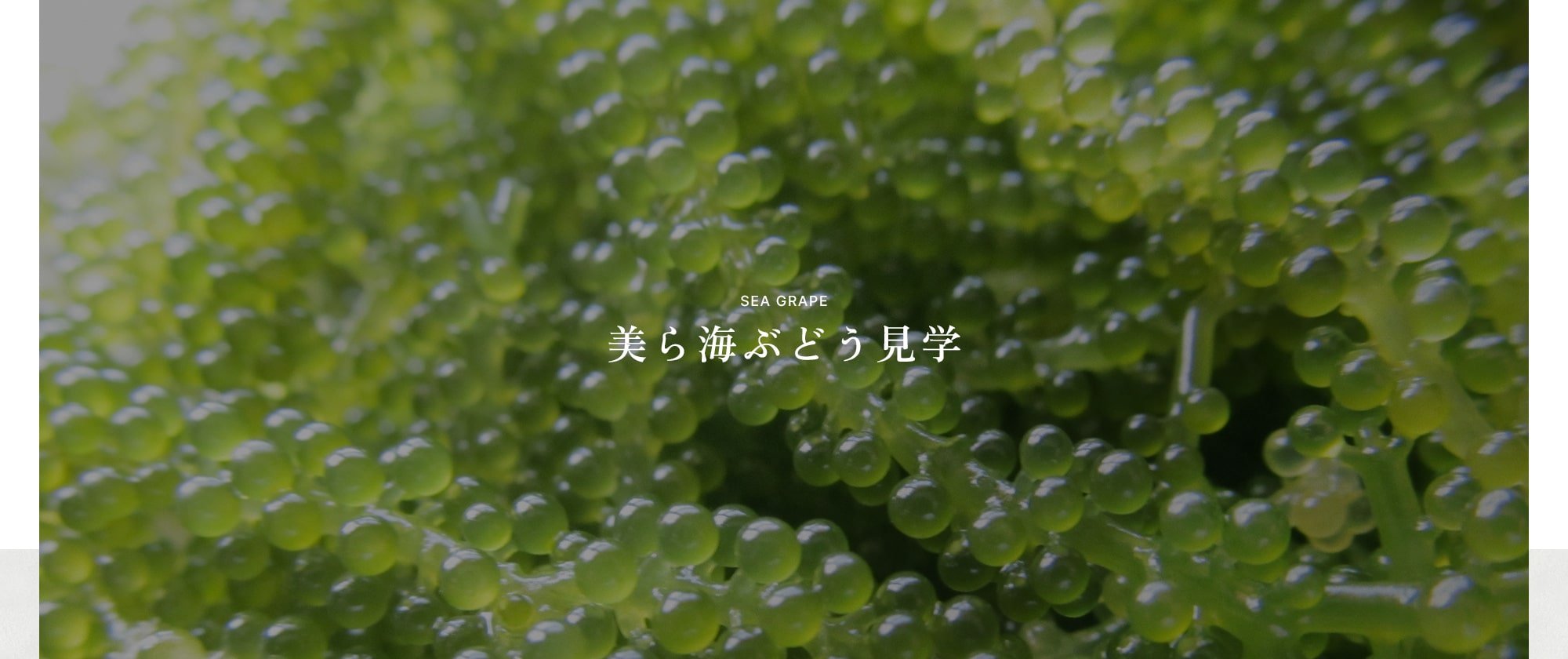 美ら海ぶどう見学